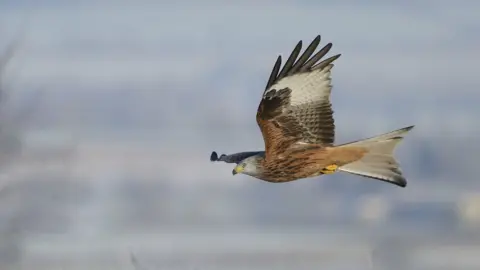 PA Media Red kite