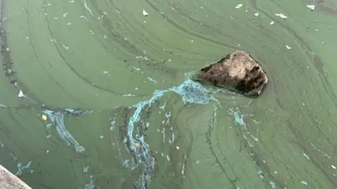 SNowdonia national park toxic algae found in lake