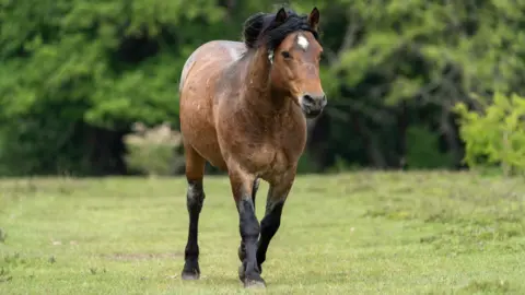 New Forest National Park Authority A brown pony with a white star in the forest. It is in a grassy area with green trees in the background. 