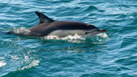 Orca Common dolphin