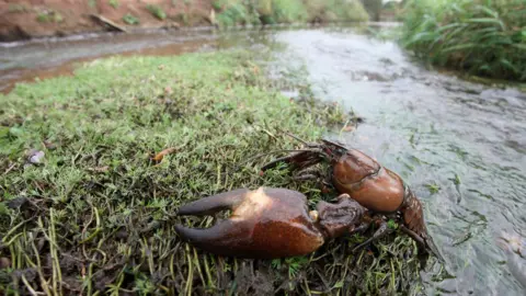 Getty Images The lobster-like creature is brown in colour and emerges from a river on to a grassy bank.