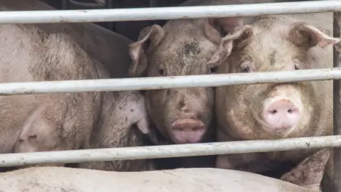 Getty Images Pigs in a pen