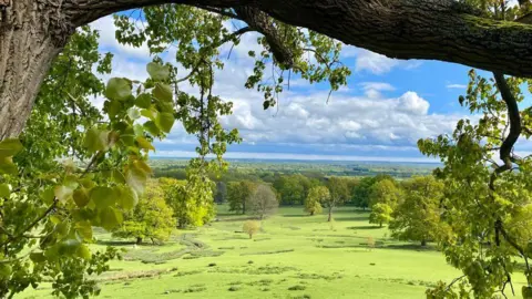 Laura Page Fields through trees in Boughton Monchelsea