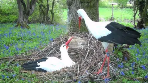 Kevin Harwood/White Stork Project Two adult storks guard a nest containing eggs. One stork is sitting on the eggs while the other stands next to it. The birds have bright red beaks and long, red legs. They have white feathers with deep, black feathers decorating the tips of their wings.