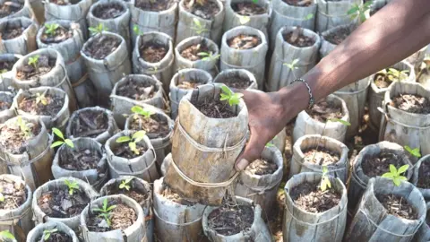 AlexAntonelliRBGKew Tree seedlings laid out across the ground