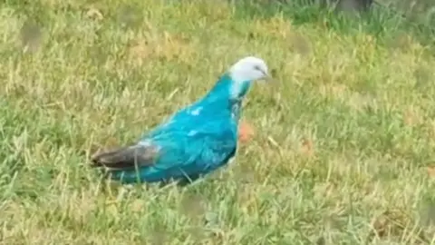 Kerry Pickett A pigeon whose feathers are a teal blue colour. It is walking on grass.