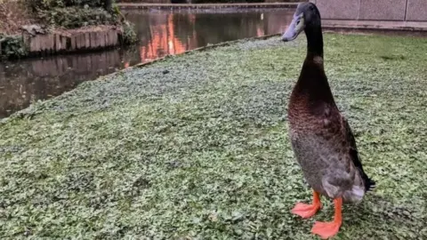 Zoe Duffin Long Boi stood on some grass in front of a lake