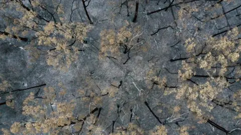 Getty Images Overhead view of trees destroyed by bushfires in Australia