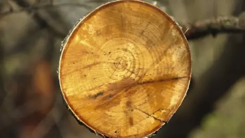 Cross section of a tree trunk