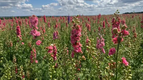 A sea of bright pink larkspur flowers - stretching off into the distance, until the horizon is barely visible. The sky is blue with fluffy clouds, and there's bright sunshine.