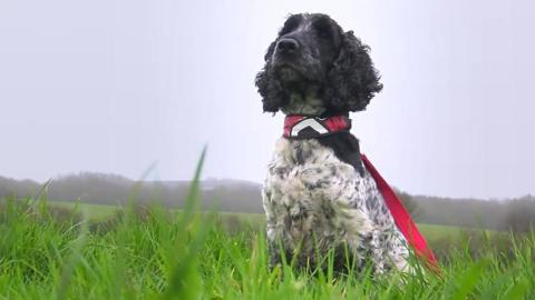 Man died 'trying to stop dogs mating' on pheasant shoot - BBC News