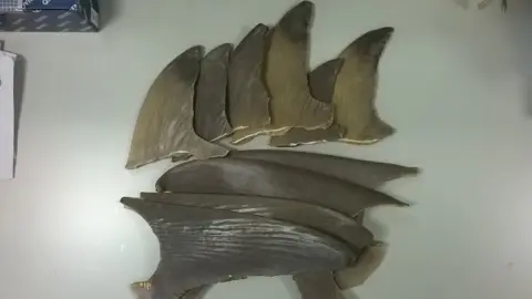 University of Exeter Shark fins