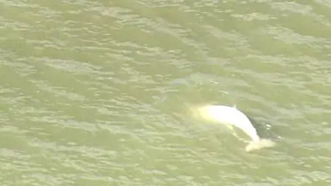 BBC Beluga whale in the Thames