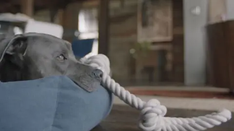 Neflix Carter's dog waiting for him to return