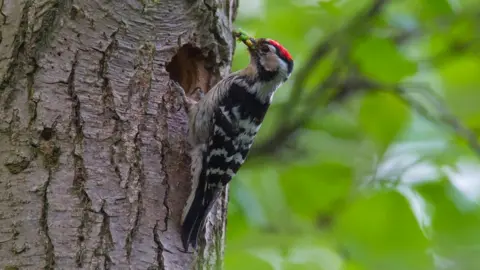 Getty Images Lesser spotted woodpecker