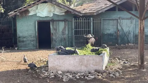 An enclosure at Giza Zoo