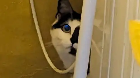 RSPCA Moonie the cat