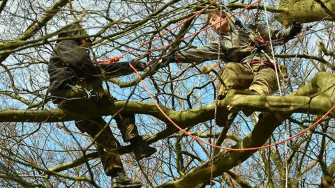 Jim Dyson Pigeon in a tree