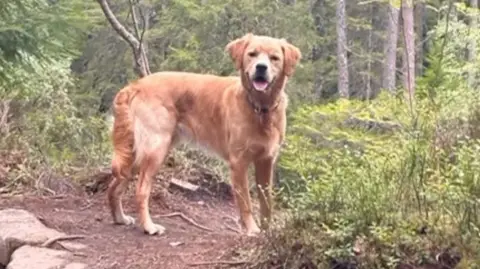 Louise Manson Golden retriever appearing to smile at the camera as he pants. He is standing in woodland.