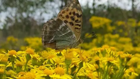 Mark Herbert A close‑up photograph shows a butterfly resting on bright yellow wildflowers, with blurred woodland plants visible in the background in Combwell Wood.