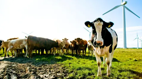 Getty Images A black and white cow in a field with brown cows and a wind turbine behind.