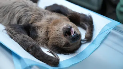 Shaun Whitmore/BBC Arlo, a sloth with brown fur lying on its back on a mat on a CT scanner. The sloth has its mouth open and arms in the air.
