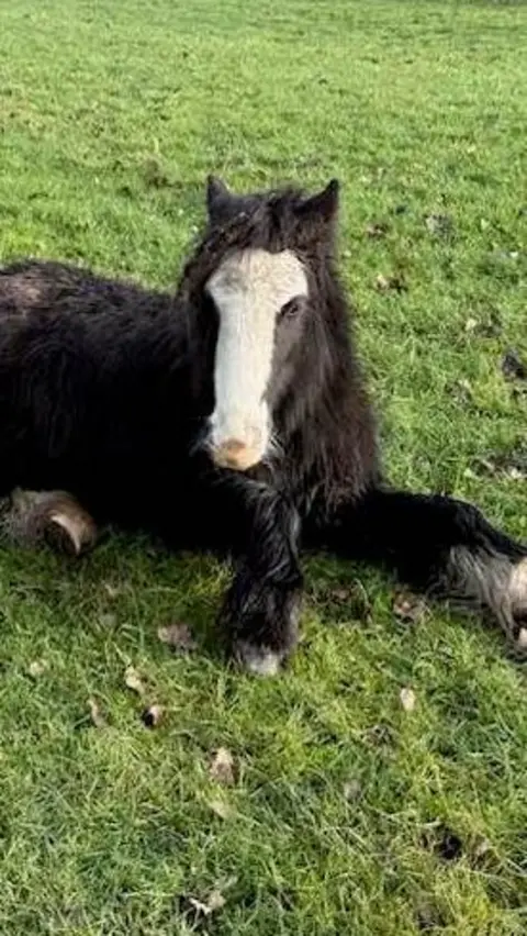 A black pony with white markings on his face. He is sat on grass.