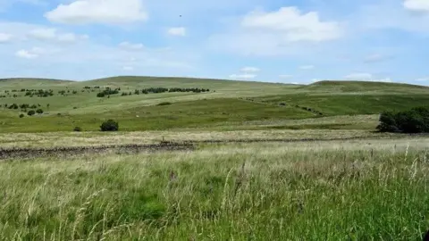 Geograph/philandju Wild grass grows infront of a gritstone wall with bushes on gentle hills behind. Clouds are scattered across the blue sky.