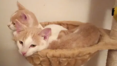 Beryl Edwards Fred and Gino as kittens