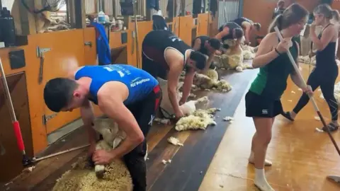 Duncan Adams A line of people, each bent over a sheep and shearing the wool from their backs while several women sweep up the wool.