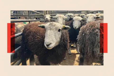 Sheep waiting for auction at Craven Cattle Mart in North Yorkshire