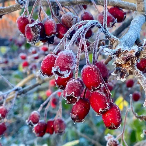 Margaret MacNeil Some frost covered berries on a tree are bright red in colour