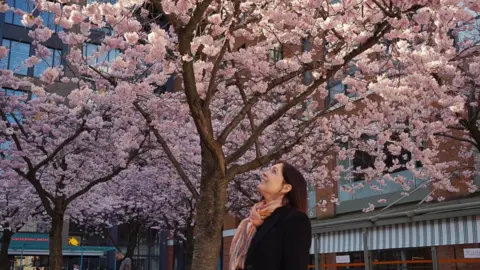 BBC A woman in a black coat and multi-coloured scarf looking up at a cherry blossom tree