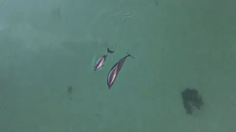  Looking down on two harbour porpoises, an adult and her calf.