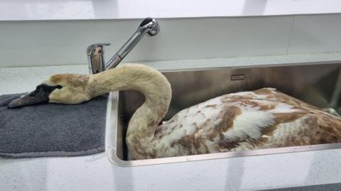 Cygnet in a metal sink resting its head on a counter after the attack