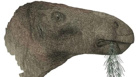 Artist's impression of the dinosaur's profile which resembles the shape of a horse's head without 