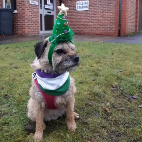 @misheleneous Heidi the border terrier makes her best impression of a Christmas tree outside a polling station in Prestwich, Greater Manchester