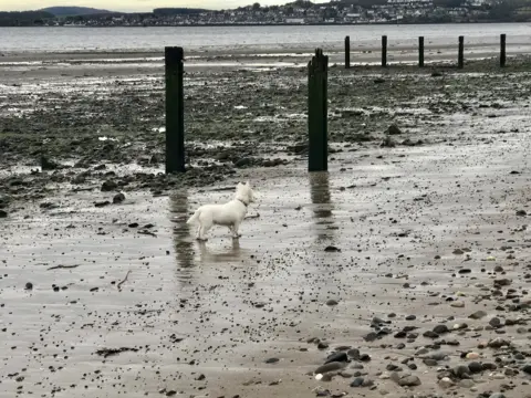 Frances Menter Broughty Ferry beach Breagh, the Westie, poses
