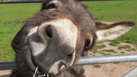 Scotty’s Donkeys & Animal Park One of the donkeys