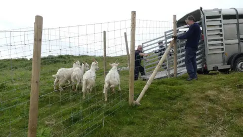 Conwy council Rounding up the goats