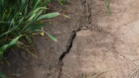 A large crack can be seen in the earth which looks dry and hard. There are limp bits of grass with singed tips.