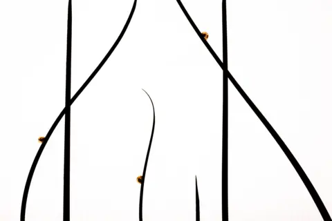 Kai Kolodziej A group of snails rests on blades of grass in Austria