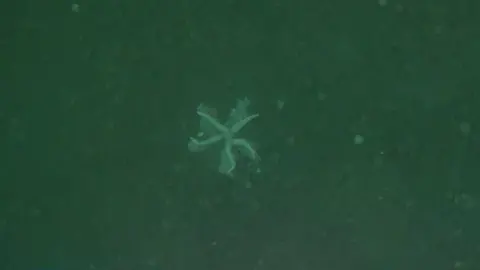 Michelle Frost/Edinburgh Napier University Starfish in herring spawn