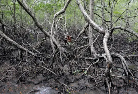 Nacho Doce / Reuters A fisherman stands amongst the roots of mangrove trees