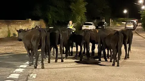 Cambridgeshire Police Cattle on a street