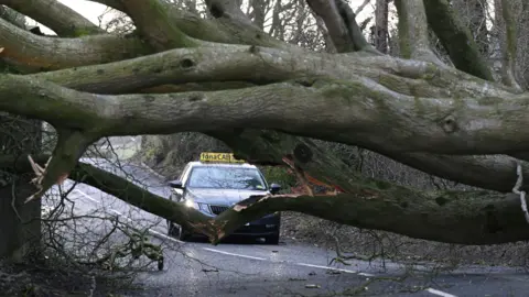 A large tree lies across a road blocking a taxi. Branches are lying about the road.