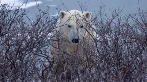 Victoria Gill/BBC A polar bear looks out from behind branches on the Arctic tundra near Churchill, Manitoba