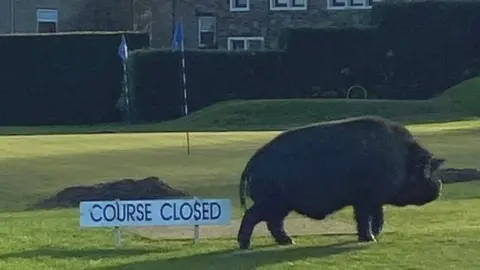 Ruth Crawford Pig on the course