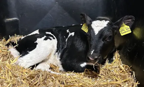 A black and white calf with yellow tags on it's ears lying on a thick bed of straw.