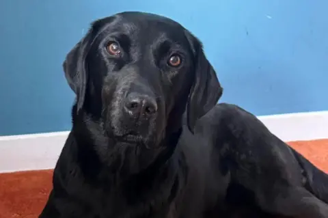 Lochaber Mountain Rescue Team A black labrador sits in a room with blue walls and an orangey red carpet